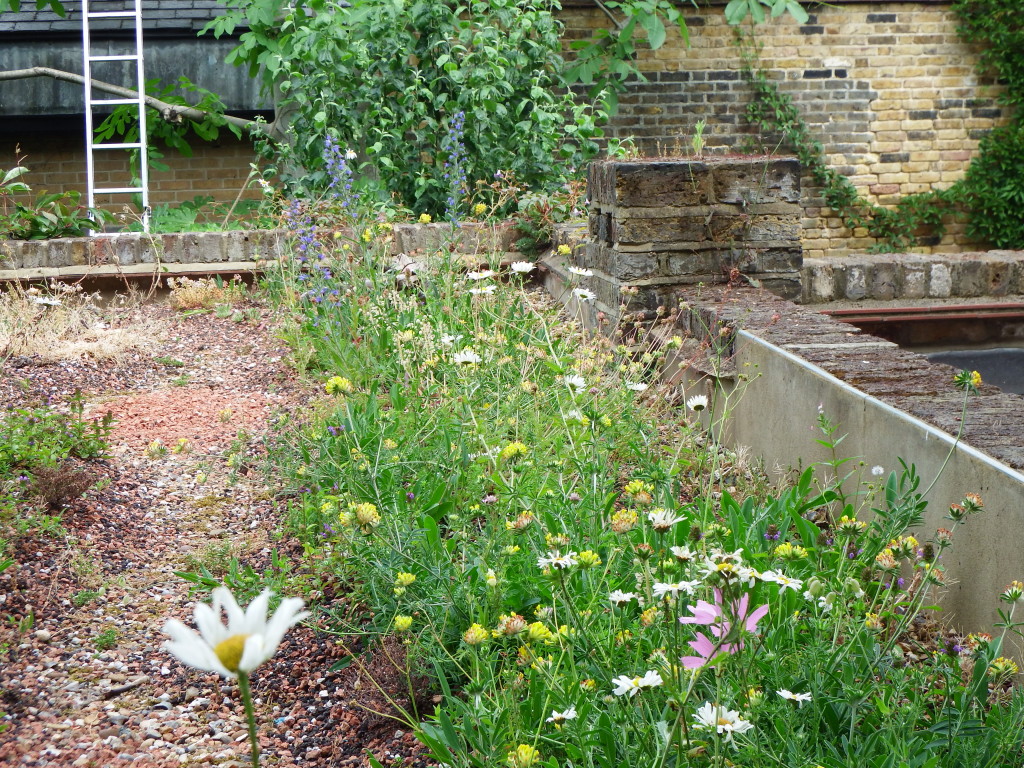 A really good selection of wildflowers has sprung up